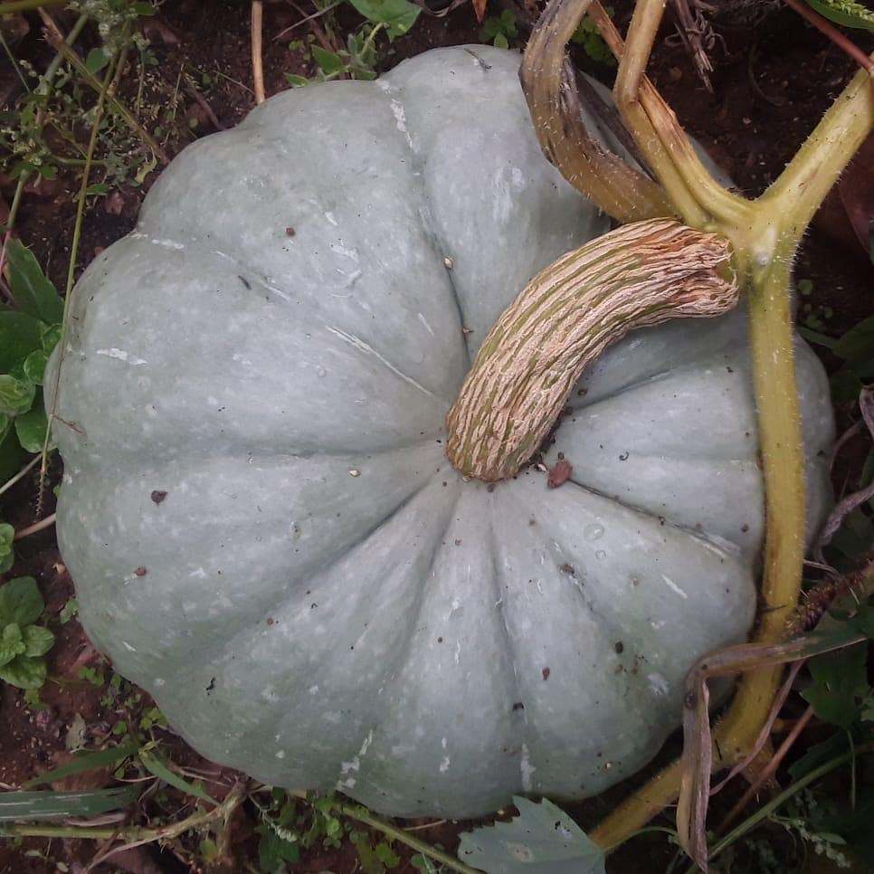 Yerli Balkabağı Tohumu