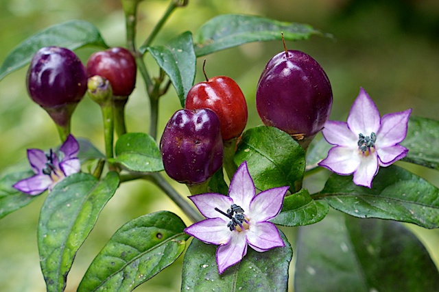 Yerli Acı Mor Süs Biberi