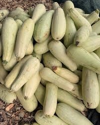 Yerli Sarı Kabak Tohumu